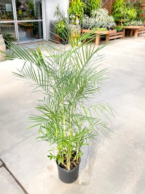 Bamboo Palm