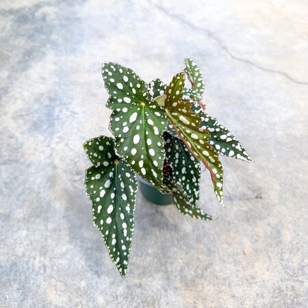 Begonia Maculata