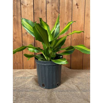 Dracaena Golden Heart