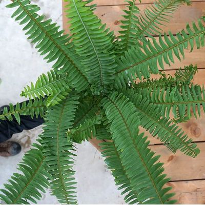 Kimberly Queen Fern
