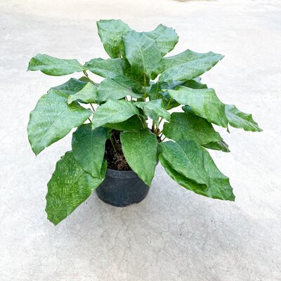Calathea Network
