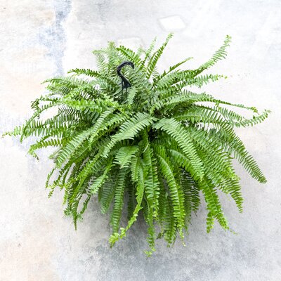 10" Boston Fern