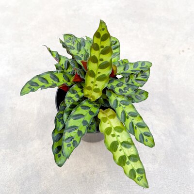 6" Calathea Lancifolia