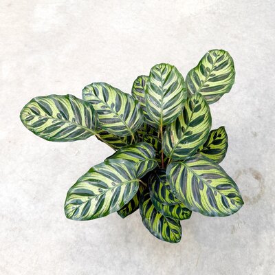 Calathea Makayona