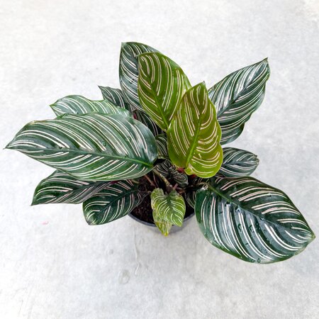 6" Calathea Ornata