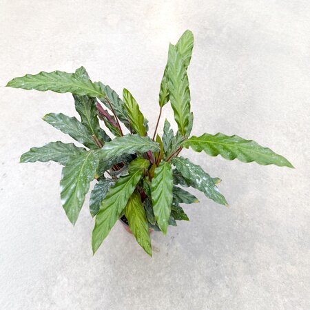 6" Calathea Rufibarba