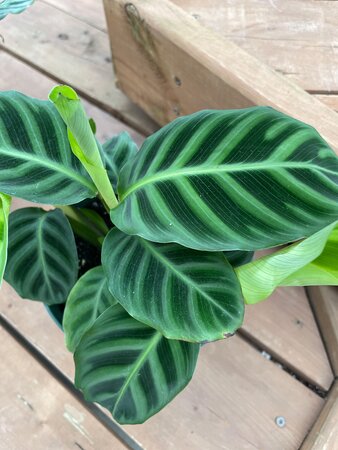 4" Calathea Zebrina