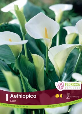 Calla Lily Aethiopica