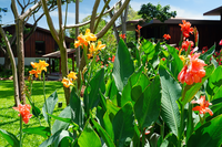 Canna Lilies