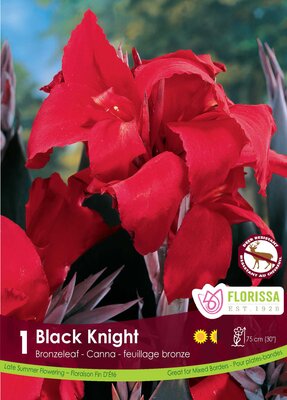 Canna Lily Black Knight