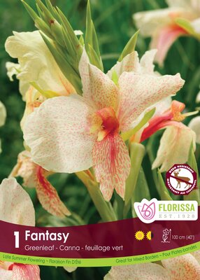 Canna Lily Fanstasy