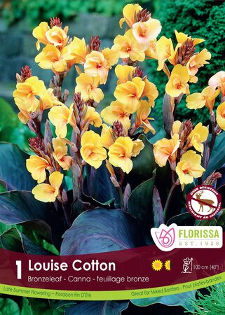 Canna Lily Lousie Cotton