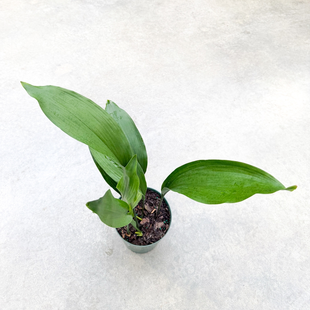 was kann man mit einer aloe vera pflanze alles machen Aloe Vera „Alfonso“ – Aloe-Vera-Pflanze in Gärtnerqualität kaufen