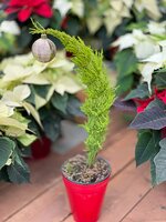 Christmas Plants