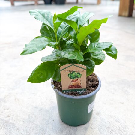 Coffee Plant