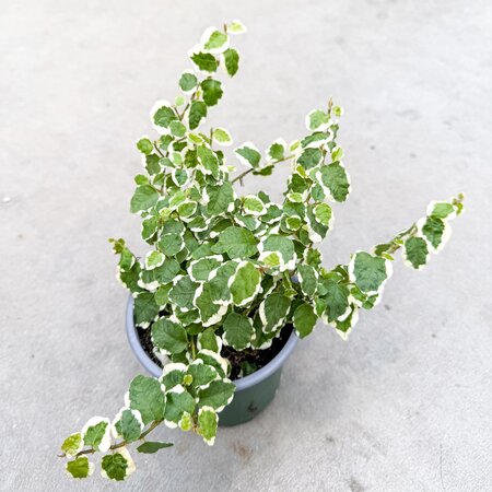 Creeping Fig - Bellus