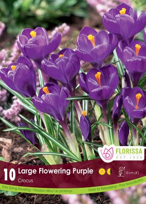 Crocus Purple
