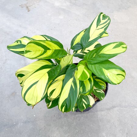 10" Ctenanthe Lubbersiana