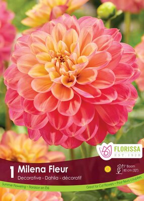 Dahlia Milena Fleur