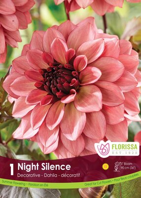 Dahlia Night Silence