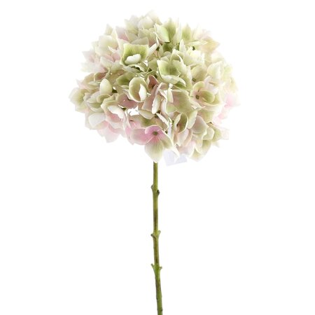 Pink Hydrangea Stem