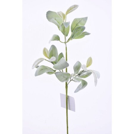 Green Lambs Ear Spray