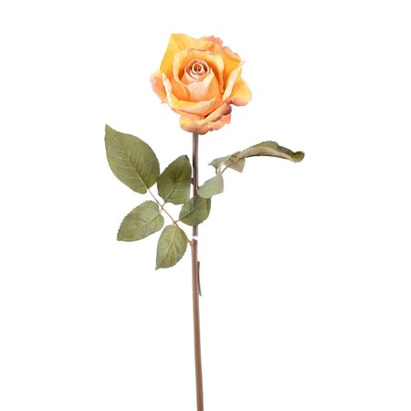 Yellow Dried Rose Stem