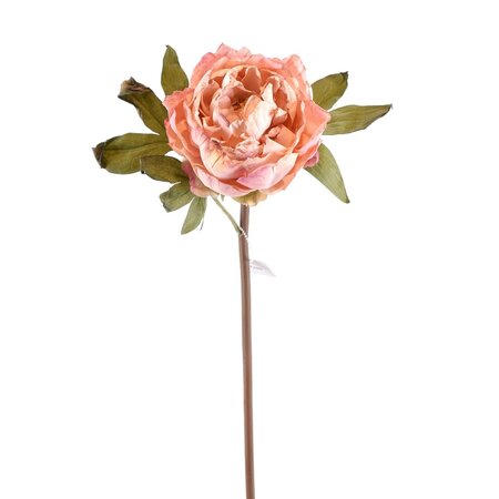 Pink Dried Peony Stem