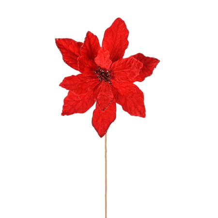 Red Giant Poinsettia Stem