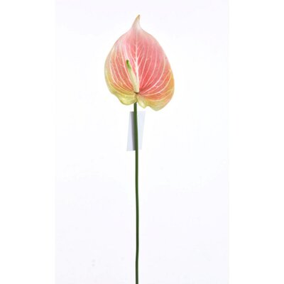 Pink Anthurium Stem