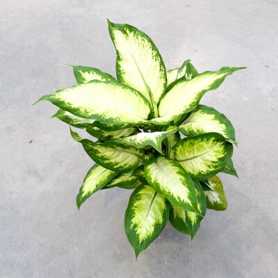 Deiffenbachia Camille