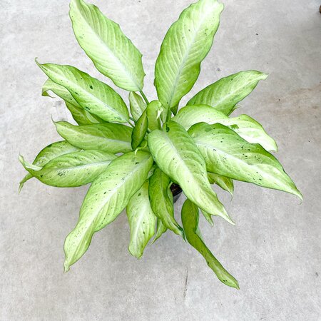 Dieffenbachia Camouflage