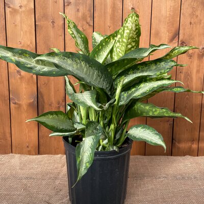 Dieffenbachia Panther