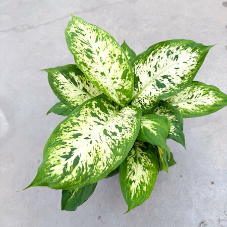 6" Dieffenbachia Perfection