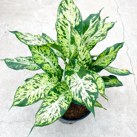 Dieffenbachia Sublime