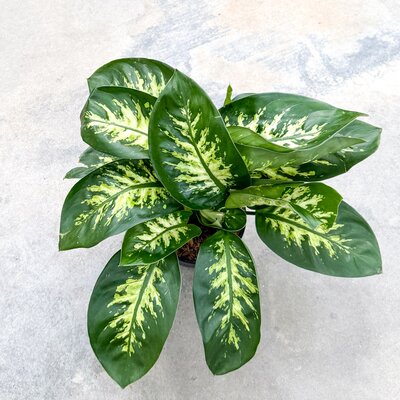 6" Dieffenbachia Tropic Snow