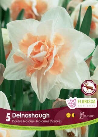 Narcissus Delnashaugh
