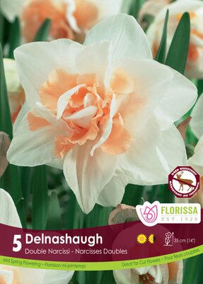 Narcissus Delnashaugh