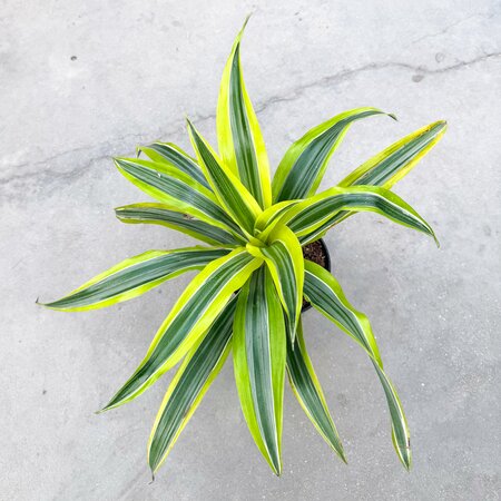 6" Dracaena Deremensis Lemon Lime