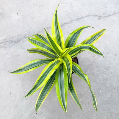 6" Dracaena Deremensis Lemon Lime