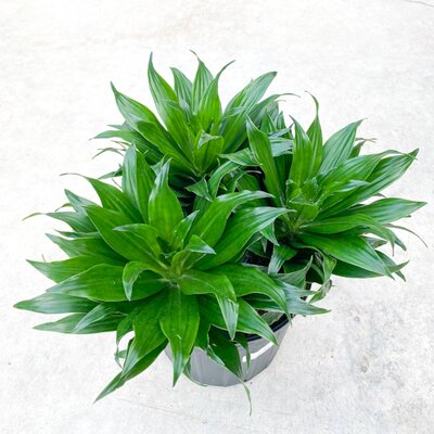 Dracaena Janet Craig Compacta Bush