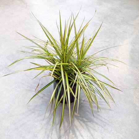 6" Dracaena Kiwi Bush