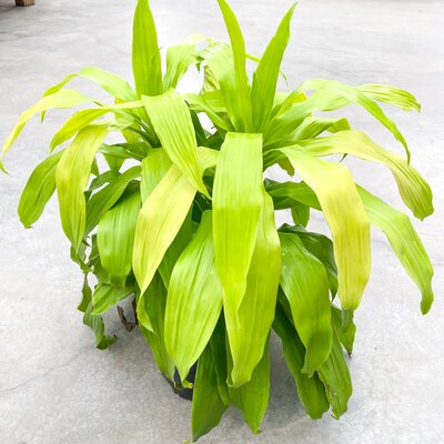 Dracaena Limelight