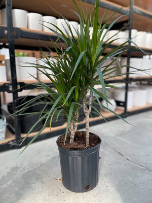 Dracaena Marginata Bush