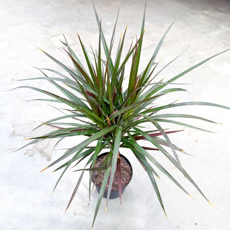 6" Dracaena Marginata Magenta Braid