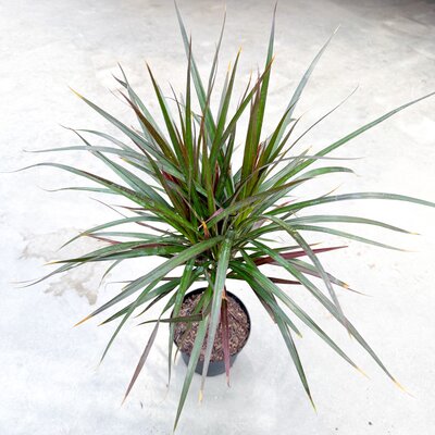 Dracaena Marginata Magenta Braid