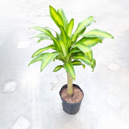 10" Dracaena Mass Cane
