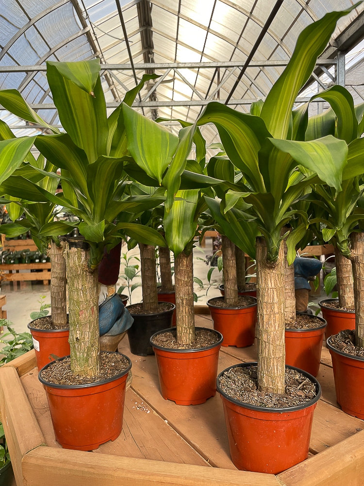 14" Dracaena Mass Cane - Lacoste Garden Centre webshop | Winnipeg