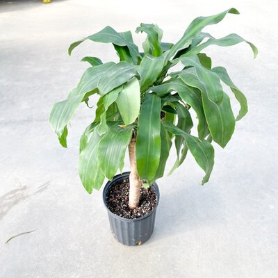 Dracaena Mass Cane Stump