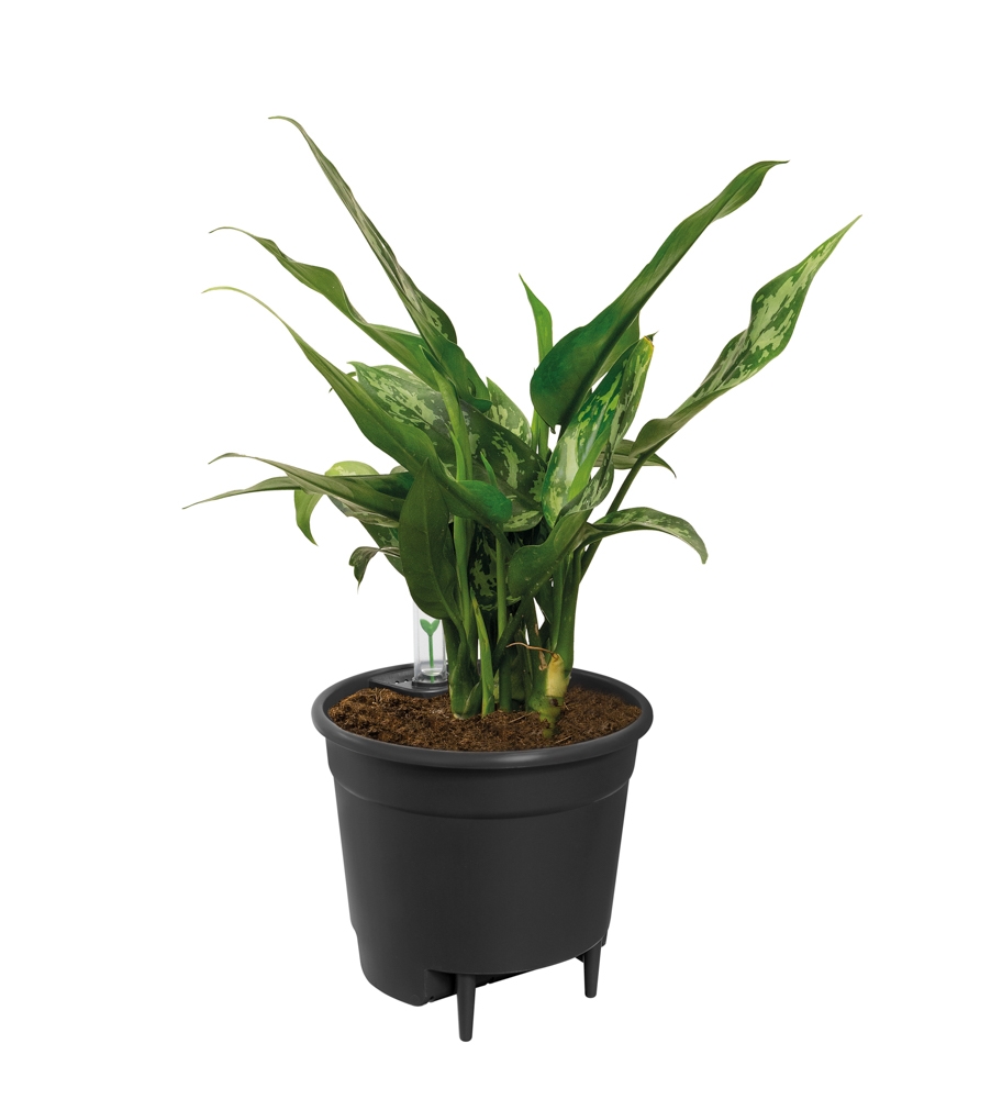 鉢・プランター Neighborhood LOCKFIELD EQUIPMENT LFE POT Self-Watering Insert Living Black - Lacoste Garden Centre webshop